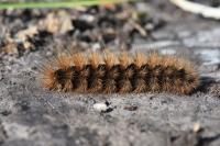 Arctia villica