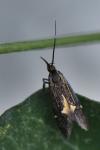 Esperia sulphurella