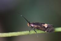 Esperia sulphurella