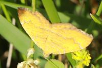 Camptogramma bilineata
