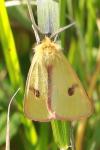 Diacrisia sannio