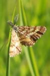 Ematurga atomaria