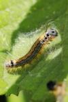 Malacosoma neustria