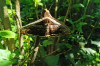 Saturnia pyri