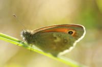 Coenonympha pamphilus