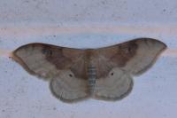 Idaea degeneraria