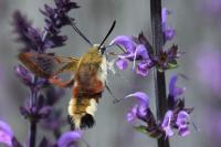 Hemaris fuciformis