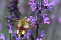 Hemaris fuciformis