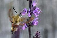 Hemaris fuciformis