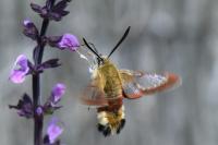 Hemaris fuciformis