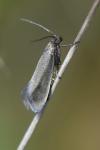 Glyphipterix fuscoviridella
