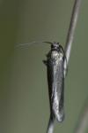 Glyphipterix fuscoviridella