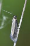 Glyphipterix fuscoviridella