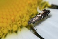 Glyphipterix simpliciella