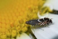 Glyphipterix simpliciella