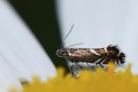 Glyphipterix simpliciella