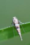 Phyllonorycter trifasciella