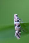 Phyllonorycter trifasciella
