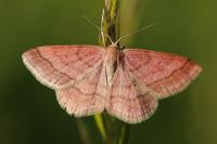 Scopula rubiginata