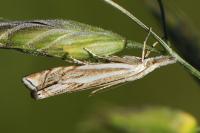 Crambus lathoniellus