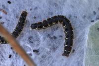 Eriogaster lanestris