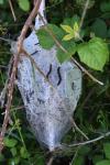 Eriogaster lanestris