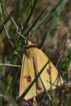Diacrisia sannio