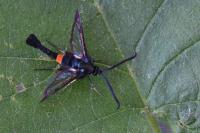 Synanthedon myopaeformis