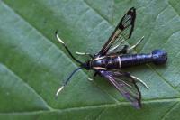 Synanthedon spheciformis