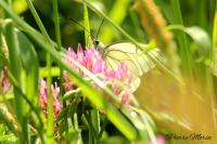 Aporia crataegi