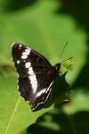 Limenitis camilla