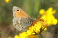 Coenonympha pamphilus