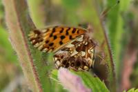 Boloria dia