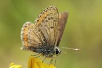 Aricia agestis