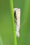 Platytes cerussella