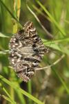 Euclidia mi