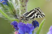 Emmelia trabealis