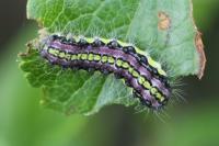 Aglaope infausta