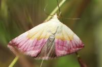 Eublemma purpurina
