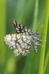 Chiasmia clathrata