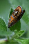 Olethreutes arcuella