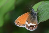 Coenonympha arcania