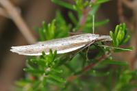 Pleurota bicostella