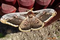 Saturnia pyri