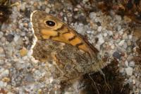 Lasiommata megera