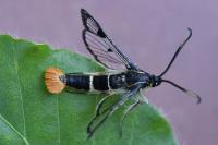 Synanthedon scoliaeformis