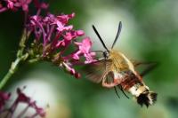 Hemaris fuciformis