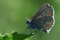 Aricia agestis
