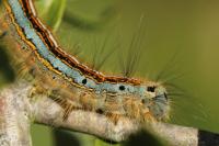 Malacosoma neustria