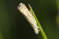 Platytes cerussella